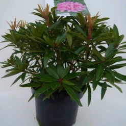 Rhododendron (Rhododendron 'Graziella') -Aanbiedingen Tuin Ziel Winkel graziella c5 voor 1