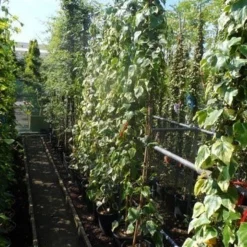 Kaukasische Klimop (Hedera Colchica 'Dentata Variegata') 11 Kaukasische Klimop (Hedera Colchica 'Dentata Variegata') -Aanbiedingen Tuin Ziel Winkel hedera colchica dentata variegata 175 200 c10