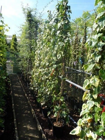 Kaukasische Klimop (Hedera Colchica 'Dentata Variegata') 6 Kaukasische Klimop (Hedera Colchica 'Dentata Variegata') - Afbeelding 6