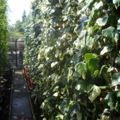 Kaukasische Klimop (Hedera Colchica 'Dentata Variegata') 9 Kaukasische Klimop (Hedera Colchica 'Dentata Variegata') -Aanbiedingen Tuin Ziel Winkel hedera colchica dentata variegata 200 250 c15