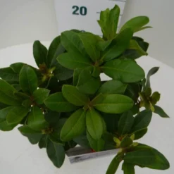 Rhododendron (Rhododendron 'Horizon Monarch') -Aanbiedingen Tuin Ziel Winkel hor. monarch c2 boven