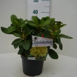 Rhododendron (Rhododendron 'Horizon Monarch') -Aanbiedingen Tuin Ziel Winkel hor. monarch c2 voor