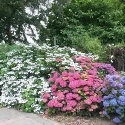 Hortensia (Hydrangea 'Endless Summer' Roze) 8 Hortensia (Hydrangea 'Endless Summer' Roze) -Aanbiedingen Tuin Ziel Winkel hortensia 2 1