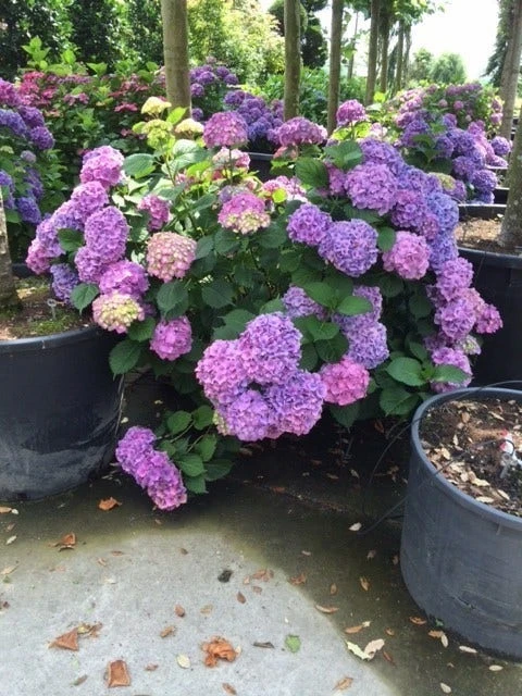 Hortensia (Hydrangea 'Endless Summer' Blauw) 2 Hortensia (Hydrangea 'Endless Summer' Blauw) - Afbeelding 2