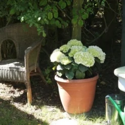 Hortensia (Hydrangea 'Endless Summer The Bride') -Aanbiedingen Tuin Ziel Winkel hortensia bol wit 1