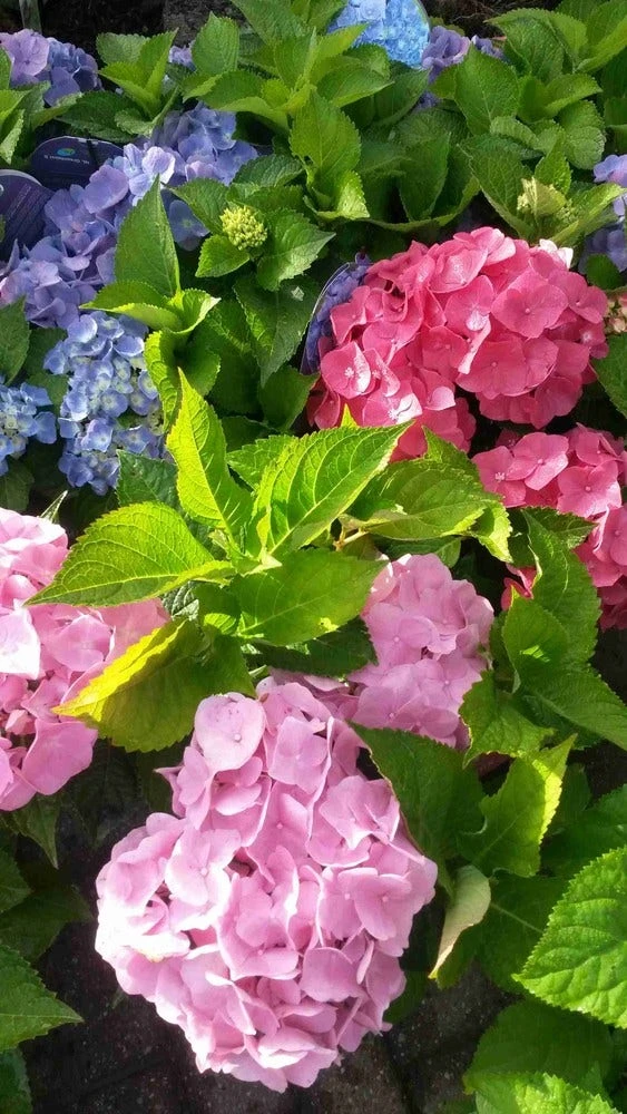 Hortensia (Hydrangea 'Endless Summer' Blauw) 7 Hortensia (Hydrangea 'Endless Summer' Blauw) - Afbeelding 7