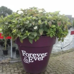 Hortensia Blauw (Hydrangea 'Forever&Ever') 13 Hortensia Blauw (Hydrangea 'Forever&Ever') -Aanbiedingen Tuin Ziel Winkel hortensia forever ever 1