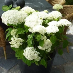 Hortensia (Hydrangea 'Strong Annabelle') 23 Hortensia (Hydrangea 'Strong Annabelle') -Aanbiedingen Tuin Ziel Winkel hydrangea arb incrediball