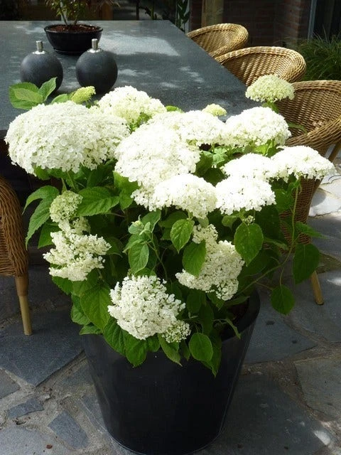 Hortensia (Hydrangea 'Strong Annabelle') 7 Hortensia (Hydrangea 'Strong Annabelle') - Afbeelding 7