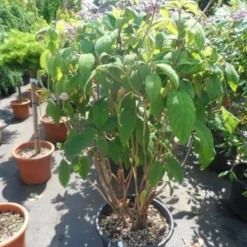 Fluweelhortensia (Hydrangea Aspera 'Macrophylla') -Aanbiedingen Tuin Ziel Winkel hydrangea aspera macrophylla 125 150 175 c50