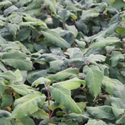 Fluweelhortensia (Hydrangea Aspera 'Macrophylla') -Aanbiedingen Tuin Ziel Winkel hydrangea aspera macrophylla 1