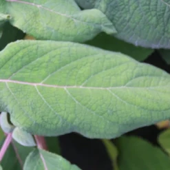 Fluweelhortensia (Hydrangea Aspera 'Macrophylla') -Aanbiedingen Tuin Ziel Winkel hydrangea aspera macrophylla 2