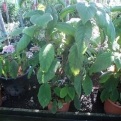 Fluweelhortensia (Hydrangea Aspera 'Sargentiana') -Aanbiedingen Tuin Ziel Winkel hydrangea aspera sargentiana 60 80 100 c15