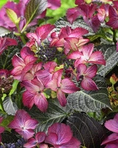 Hortensia (Hydrangea Black Diamonds Dark Angel Purple) 1 Hortensia (Hydrangea Black Diamonds Dark Angel Purple)