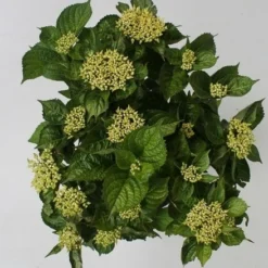 Hortensia Blue Boogiewoogie (Hydrangea 'Music Collection') 6 Hortensia Blue Boogiewoogie (Hydrangea 'Music Collection') -Aanbiedingen Tuin Ziel Winkel hydrangea blue boogiewoogie 4 1