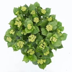 Hortensia Deep Purple Dance (Hydrangea 'Music Collection') 9 Hortensia Deep Purple Dance (Hydrangea 'Music Collection') -Aanbiedingen Tuin Ziel Winkel hydrangea deep purple dance c5 3