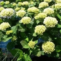 Hortensia (Hydrangea 'Endless Summer The Bride') -Aanbiedingen Tuin Ziel Winkel hydrangea endless summer 1