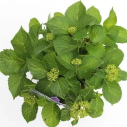 Hortensia Blauw (Hydrangea 'Forever&Ever') 11 Hortensia Blauw (Hydrangea 'Forever&Ever') -Aanbiedingen Tuin Ziel Winkel hydrangea forever ever blue boven bewerkt