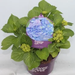 Hortensia Blauw (Hydrangea 'Forever&Ever') 14 Hortensia Blauw (Hydrangea 'Forever&Ever') -Aanbiedingen Tuin Ziel Winkel hydrangea forever ever blue voor bewerkt