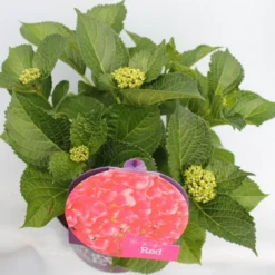 Hortensia Rood (Hydrangea 'Forever&Ever') -Aanbiedingen Tuin Ziel Winkel hydrangea forever ever red hoek bewerkt