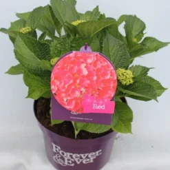 Hortensia Rood (Hydrangea 'Forever&Ever') -Aanbiedingen Tuin Ziel Winkel hydrangea forever ever red voor bewerkt