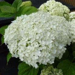 Hortensia (Hydrangea 'Strong Annabelle') 25 Hortensia (Hydrangea 'Strong Annabelle') -Aanbiedingen Tuin Ziel Winkel hydrangea incrediball bloem