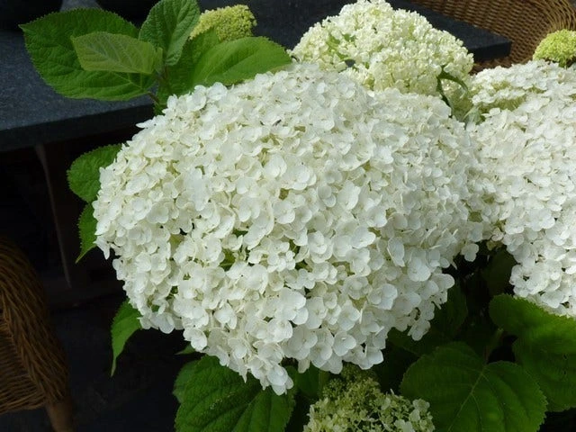 Hortensia (Hydrangea 'Strong Annabelle') 9 Hortensia (Hydrangea 'Strong Annabelle') - Afbeelding 9