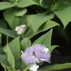 Hortensia (Hydrangea Involucrata) -Aanbiedingen Tuin Ziel Winkel hydrangea involucrata 3