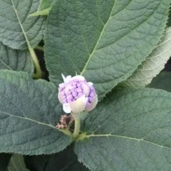 Hortensia (Hydrangea Involucrata) -Aanbiedingen Tuin Ziel Winkel hydrangea involucrata 5
