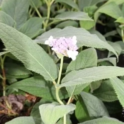 Hortensia (Hydrangea Involucrata) -Aanbiedingen Tuin Ziel Winkel hydrangea involucrata 2