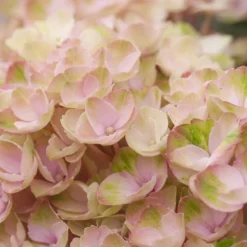 Hortensia (Hydrangea Magical Revolution Pink)