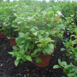 Hortensia (Hydrangea Macrophylla 'Soeur Therese') 5 Hortensia (Hydrangea Macrophylla 'Soeur Therese') -Aanbiedingen Tuin Ziel Winkel hydrangea macrophylla soeur therese c50