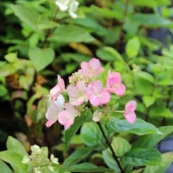 Pluimhortensia (Hydrangea Paniculata 'Dart's Little Dot') 23 Pluimhortensia (Hydrangea Paniculata 'Dart's Little Dot') -Aanbiedingen Tuin Ziel Winkel hydrangea pan. dart s little dot 1
