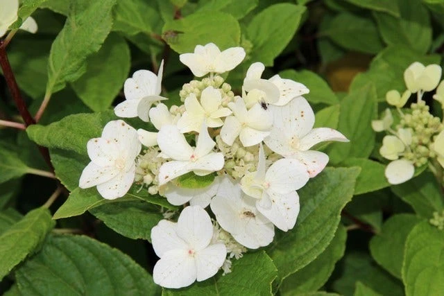 Pluimhortensia (Hydrangea Paniculata 'Dart's Little Dot') 1 Pluimhortensia (Hydrangea Paniculata 'Dart's Little Dot')