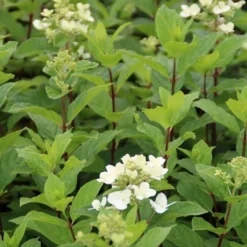 Pluimhortensia (Hydrangea Paniculata 'Dart's Little Dot') 22 Pluimhortensia (Hydrangea Paniculata 'Dart's Little Dot') -Aanbiedingen Tuin Ziel Winkel hydrangea paniculata darts little dot 2