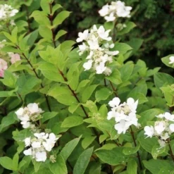 Pluimhortensia (Hydrangea Paniculata 'Dart's Little Dot') 16 Pluimhortensia (Hydrangea Paniculata 'Dart's Little Dot') -Aanbiedingen Tuin Ziel Winkel hydrangea paniculata darts little dot 4