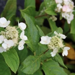 Pluimhortensia (Hydrangea Paniculata 'Dart's Little Dot') 17 Pluimhortensia (Hydrangea Paniculata 'Dart's Little Dot') -Aanbiedingen Tuin Ziel Winkel hydrangea paniculata darts little dot 5