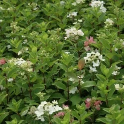 Pluimhortensia (Hydrangea Paniculata 'Dart's Little Dot') 21 Pluimhortensia (Hydrangea Paniculata 'Dart's Little Dot') -Aanbiedingen Tuin Ziel Winkel hydrangea paniculata darts little dot 7
