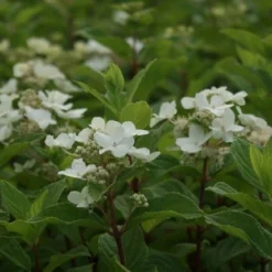 Pluimhortensia (Hydrangea Paniculata 'Dart's Little Dot') 19 Pluimhortensia (Hydrangea Paniculata 'Dart's Little Dot') -Aanbiedingen Tuin Ziel Winkel hydrangea paniculata darts little dot 8
