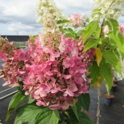 Pluimhortensia Op Stam (Hydrangea Paniculata 'Pinky Winky') 5 Pluimhortensia Op Stam (Hydrangea Paniculata 'Pinky Winky') -Aanbiedingen Tuin Ziel Winkel hydrangea paniculata pinky winky 2 1 1