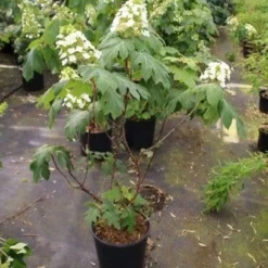 Eikenbladhortensia (Hydrangea Quercifolia) -Aanbiedingen Tuin Ziel Winkel hydrangea quercifolia