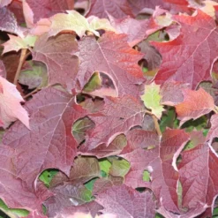 Eikenbladhortensia (Hydrangea Quercifolia) -Aanbiedingen Tuin Ziel Winkel hydrangea quercifolia 1