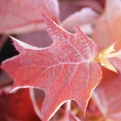 Eikenbladhortensia (Hydrangea Quercifolia) -Aanbiedingen Tuin Ziel Winkel hydrangea quercifolia 2