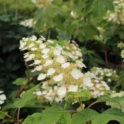 Eikenbladhortensia (Hydrangea Quercifolia) -Aanbiedingen Tuin Ziel Winkel hydrangea quercifolia 2 1