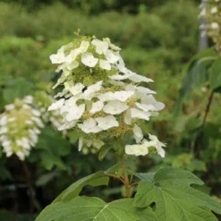 Eikenbladhortensia (Hydrangea Quercifolia) -Aanbiedingen Tuin Ziel Winkel hydrangea quercifolia 3