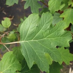 Eikenbladhortensia (Hydrangea Quercifolia) -Aanbiedingen Tuin Ziel Winkel hydrangea quercifolia 4