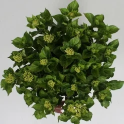 Hortensia Soft Pink Salsa (Hydrangea 'Music Collection') -Aanbiedingen Tuin Ziel Winkel hydrangea soft pink salsa c5 4