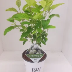 Hortensia (Hydrangea 'Strong Annabelle') 22 Hortensia (Hydrangea 'Strong Annabelle') -Aanbiedingen Tuin Ziel Winkel hydrangea strong annabel