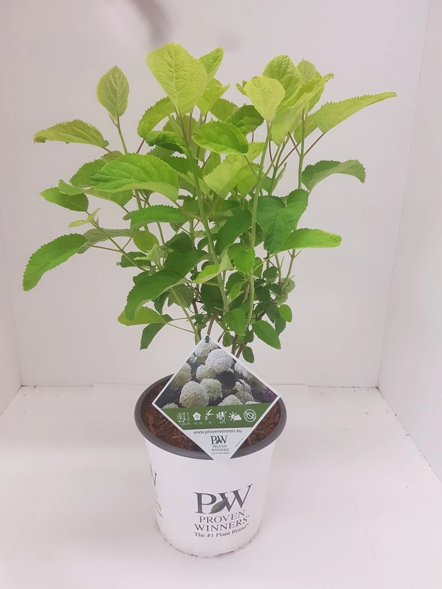 Hortensia (Hydrangea 'Strong Annabelle') 6 Hortensia (Hydrangea 'Strong Annabelle') - Afbeelding 6