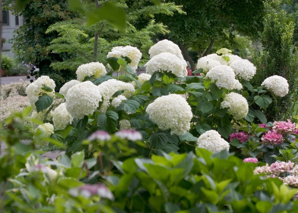 Hortensia (Hydrangea 'Strong Annabelle') 2 Hortensia (Hydrangea 'Strong Annabelle') - Afbeelding 2
